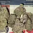 Patient Image of CannFX ZA T32 Zangria Medical Cannabis
