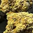 Patient Image of 4C Labs MSN T31 Morning Sun Medical Cannabis