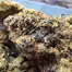 Patient Image of Cake & Caviar Organic CFC T27 Coffee Cake Medical Cannabis