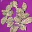 Patient Image of Sitka Legends FPS T25 Funk Petals Medical Cannabis