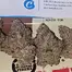 Patient Image of Cookies® C-PS T22 Pomegranate Shake Medical Cannabis