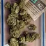 Patient Image of Noidecs T17 Night Queen Medical Cannabis