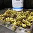 Patient Image of Aurora® PNK T24 Pink Kush Medical Cannabis