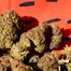 Patient Image of 4C Labs GGU T25 Grandi Guava Medical Cannabis