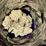 Patient Image of Green Karat KS T27 King Sherb Medical Cannabis