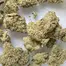 Patient Image of IPS KK T24 King's Kush Medical Cannabis