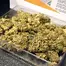 Patient Image of Tilray® T25 Master Kush Medical Cannabis