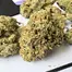 Patient Image of IPS DZ T26 Dirty Zest Medical Cannabis