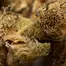 Patient Image of IPS JFA T20 Jet Fuel Apricot Medical Cannabis
