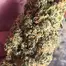 Patient Image of Headstone Cannabis LG T29 Lamb of God Medical Cannabis