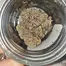 Patient Image of CannFX ZA T32 Zangria Medical Cannabis