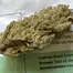 Patient Image of Curo® BCP T21-T22 Black Cherry Punch Medical Cannabis