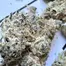 Patient Image of Cannada Craft DI T28 Dante's Inferno #8 Medical Cannabis