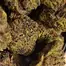 Patient Image of Vasco BB Smalls T28 Blueberry Banana Medical Cannabis