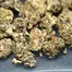 Patient Image of Greyscales SC T27 Strawberry Cough Medical Cannabis