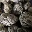 Patient Image of Noidecs T19 Mazar-i-Sharif Medical Cannabis
