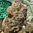 Patient Image of Sitka Legends WHG T26 White Hot Guava Medical Cannabis