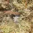 Patient Image of Tofino Ripper™ BC Craft CKS CHM T28 Cookies & Chem Medical Cannabis
