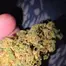 Patient Image of Superseed CGO CHZ T30 Congo Creek Haze Medical Cannabis
