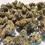 Patient Image of Humble Bud PNE Smalls T25 Pineapple Express Medical Cannabis