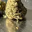 Patient Image of Dalgety CMOG T27 Chem-Mog Medical Cannabis