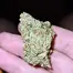 Patient Image of Noidecs T18 Gorilla Glue #4 Medical Cannabis