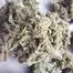 Patient Image of PharmaServ NL T24 Northern Lights Medical Cannabis
