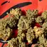 Patient Image of Upstate® BTR T24 Black Triangle Medical Cannabis