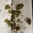 Patient Image of Curaleaf® GG4 T23 Gorilla Glue #4 Medical Cannabis