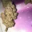 Patient Image of Aurora® Pedanios FRG T27 Farm Gas Medical Cannabis