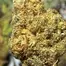 Patient Image of IPS KK T24 King's Kush Medical Cannabis