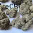 Patient Image of Mamedica® PSL T25 Purple Punch Medical Cannabis