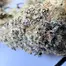 Patient Image of Humble Bud SC Smalls T25 Sticky Cake Medical Cannabis