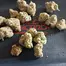 Patient Image of Craft Botanics® GGA T32 GMO Grape Ape Medical Cannabis