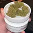 Patient Image of Adven® EMB-1 T5:C10 Best Choice Medical Cannabis