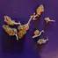 Patient Image of Together Pharmacy GMO T18 GMO Cookies Medical Cannabis