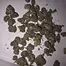 Patient Image of Vasco BB Smalls T28 Blueberry Banana Medical Cannabis