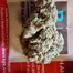 Patient Image of 4C Labs Value PUP-S Smalls T22 Pucker-Up Medical Cannabis