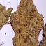 Patient Image of Dalgety HSOR T25 High Society (Oracle) Medical Cannabis