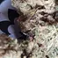 Patient Image of Mamedica® STG T27 Strawberry Grail Medical Cannabis