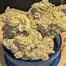 Patient Image of Papers™ YC T29 Yoda Cap Medical Cannabis