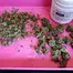 Patient Image of Cellen™ Satoline T18 White Widow Medical Cannabis