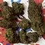 Patient Image of Dalgety HSOR T25 High Society (Oracle) Medical Cannabis