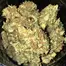 Patient Image of Aurora® T22 Delahaze Medical Cannabis
