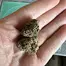 Patient Image of Curaleaf® T24 L.A. Kush Medical Cannabis
