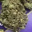 Patient Image of Curo® GWH Smalls T18 Ghost Wreck Haze Medical Cannabis