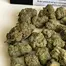 Patient Image of Phant SGU Smalls T22 Strawberry Guava Medical Cannabis