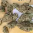 Patient Image of Huala AMS T24 Alien Mints Medical Cannabis