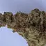 Patient Image of 4C Labs Craft Select PCK T29 Pucker-Up Medical Cannabis