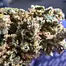 Patient Image of Superseed CGO CHZ T30 Congo Creek Haze Medical Cannabis